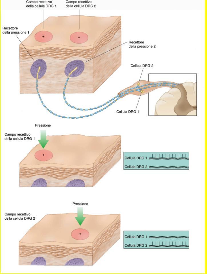 Sensibili a particolari forme di energia chemorecettori meccanorecettori termorecettori fotorecettori nocicettori Convertono l energia