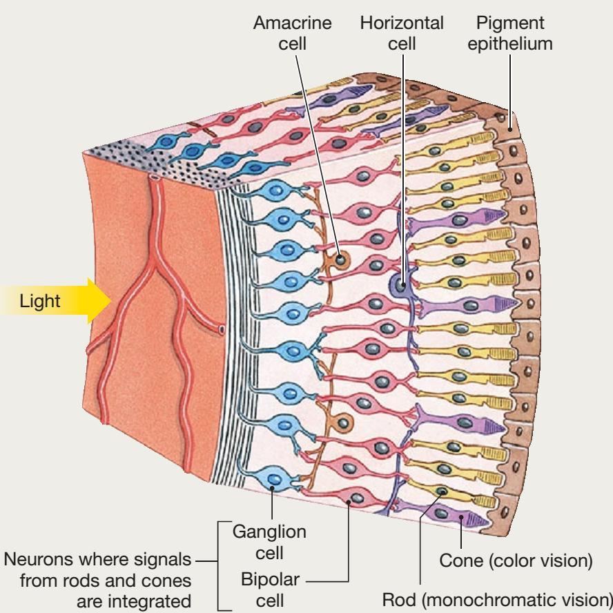 Fototrasduzione: la retina Spettro di luce