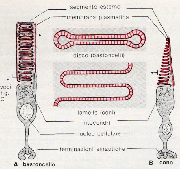 pigmentato Dischi (bastoncelli) Lamelle (coni) Segmento interno Segmento basale Convergenza dei segnali 15-45