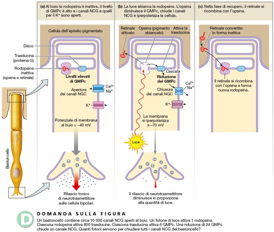 Rodopsina Opsina Retinale (Vitamina A) Coni: Tre
