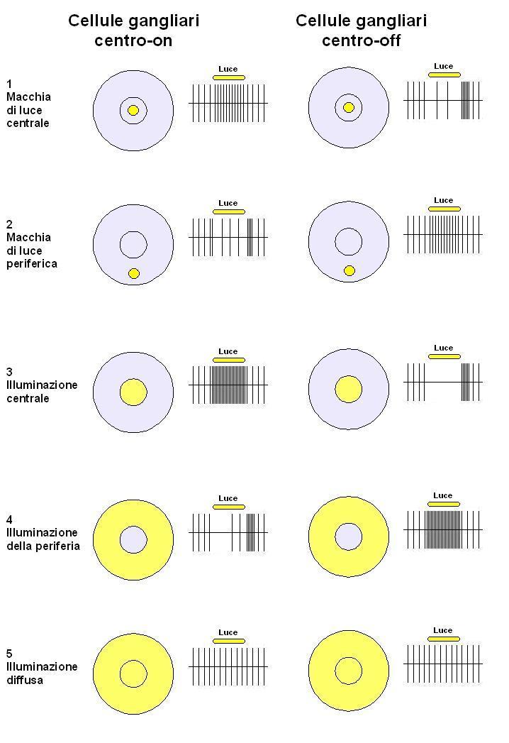 Le cellule centro-on rispondono massivamente (nel senso di numero di potenziali d'azione per secondo) per uno stimolo luminoso localizzato nel centro del loro campo recettivo, mentre le cellule