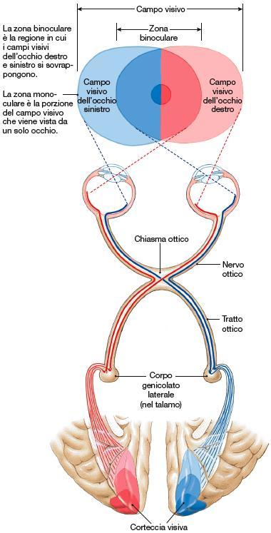 Campi visivi Chiasma ottico Nucleo genicolato (organizzazione topografica) Mesencefalo movimenti oculari, equilibrio e movimento