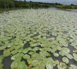 (Nuphar lutea) Azzolla