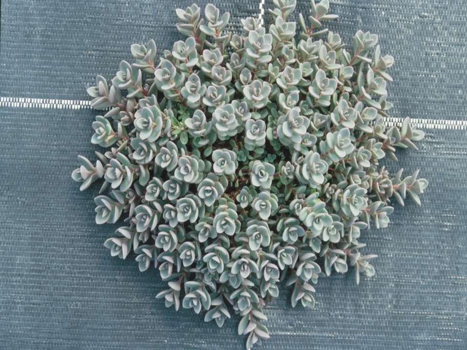 Sedum