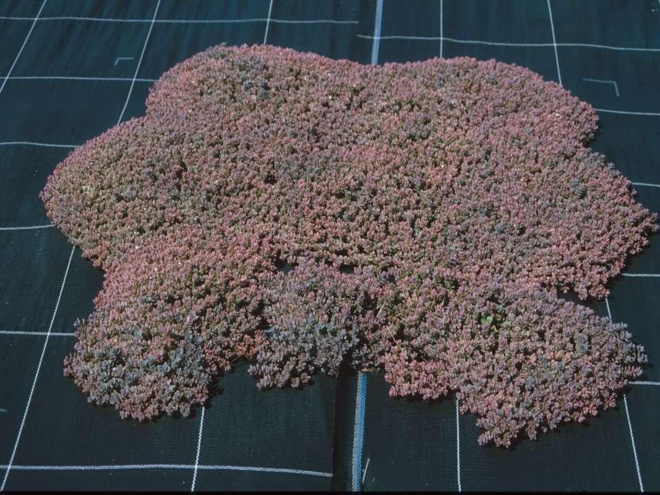 Sedum