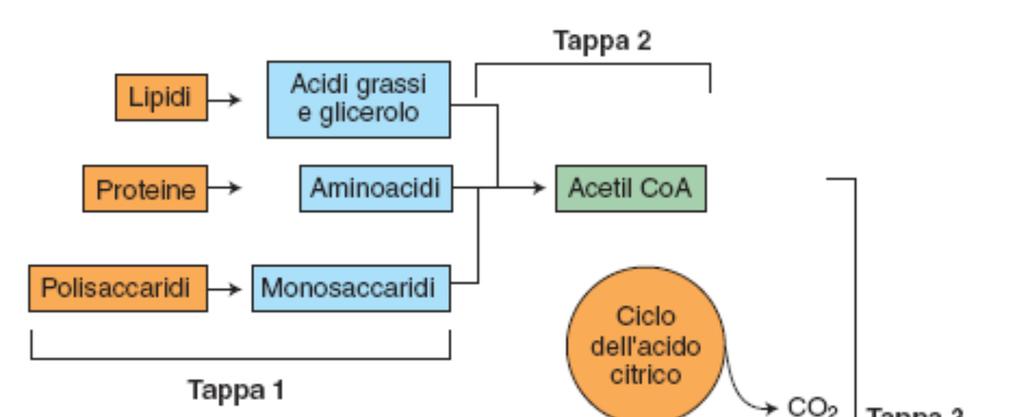 Schema generale del metabolismo energetico Gli organismi eterotrofi traggono energia ossidando nutrienti/molecole organiche.