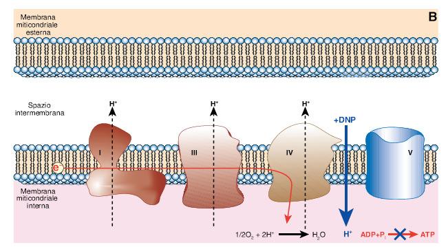 Sostanze che permeano la membrana mt interna dissipando il gradiente protonico disaccoppiano il flusso di e- dalla sintesi di ATP La
