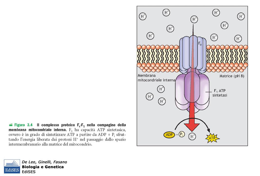 Unità funzionale F 0 F 1 F0 canale traslocatore di protoni: capta E dal flusso F1 attività ATPsintasi: svolge sintesi Pompe simili si