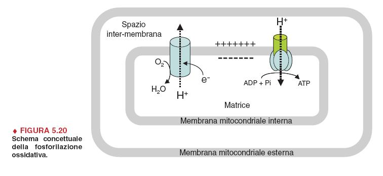 La produzione di ATP mediante