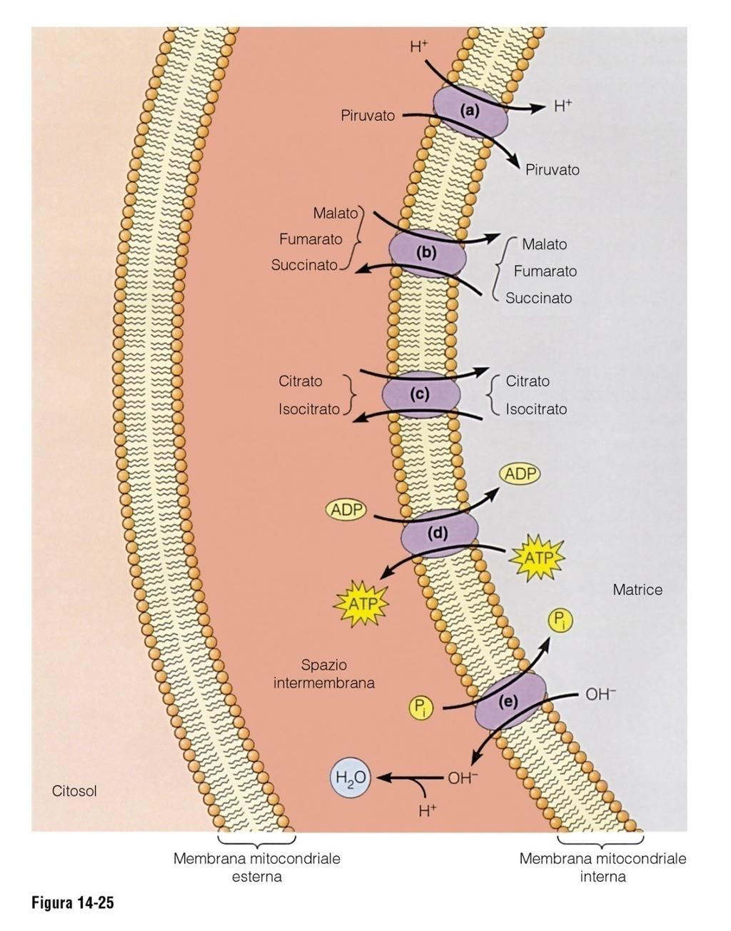 La membrana mt interna ha vari sistemi di trasporto per molecole necessarie ad espletare fosforilazione ossidativa Principali sistemi di trasporto nella membrana