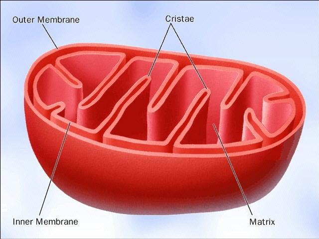 Centrale energetica della cellula Ossidazione delle molecole organiche Mitocondri ATP Dimensioni di un batterio ( Ø 0.5 µm, lungh. 1;2-10 µm n variabile (decine di migl. in ovociti), la > parte cell.