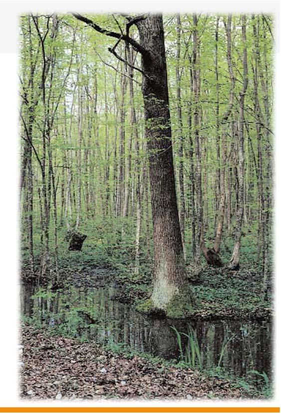 BOSCO PLANIZIALE ecco come doveva