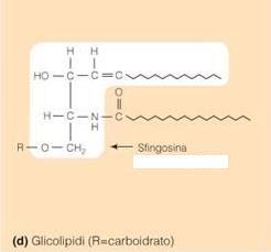 glicolipidi superficie esterna delle membrane soprattutto di cellule