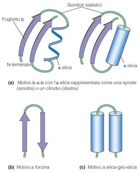 random coil o avvolgimento casuale motivi strutturali comuni Le parti non organizzate ad α elica o a β foglietto