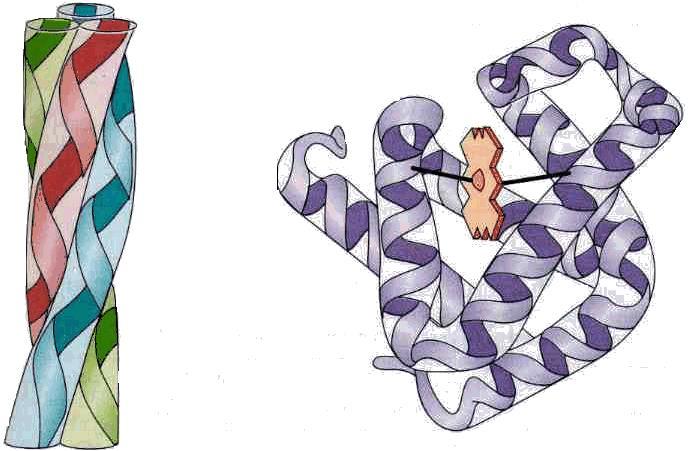 In base alla loro conformazione globale (struttura secondaria e terziaria) le proteine possono essere classificate in due grandi classi: 1) Proteine fibrose strutture ordinate e ripetitive con forma