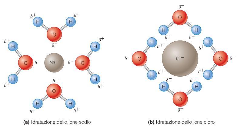 l elevata energia che si libera dalle reazioni metaboliche che surriscalderebbe la cellula viene utilizzata nei legami H e nel conseguente alto calore specifico