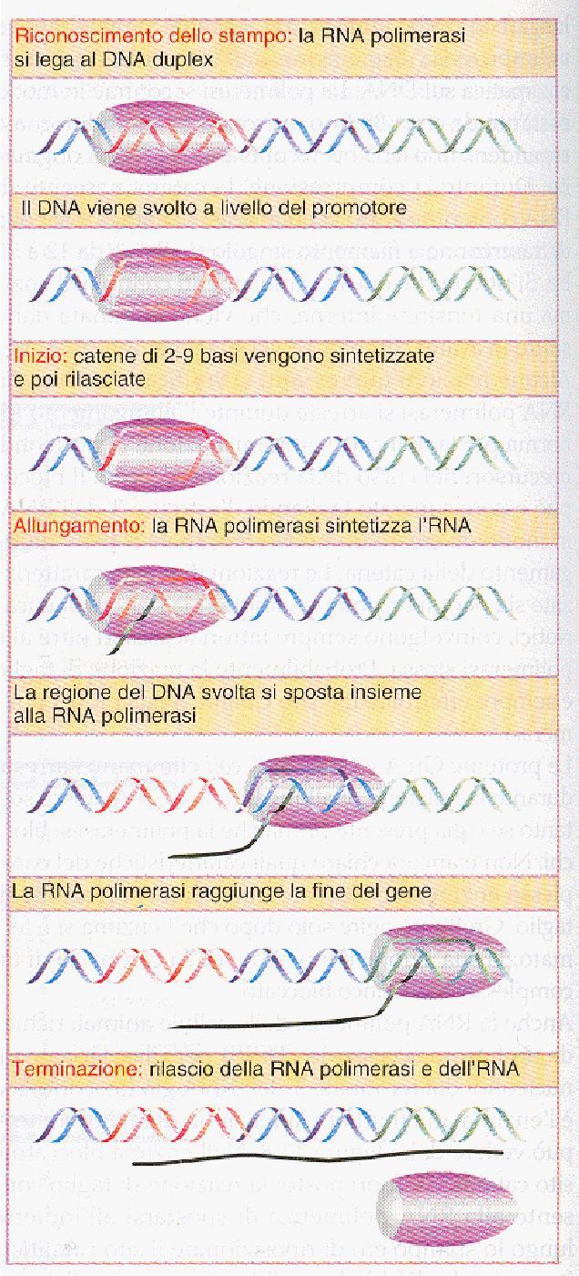 FIGURA 11.