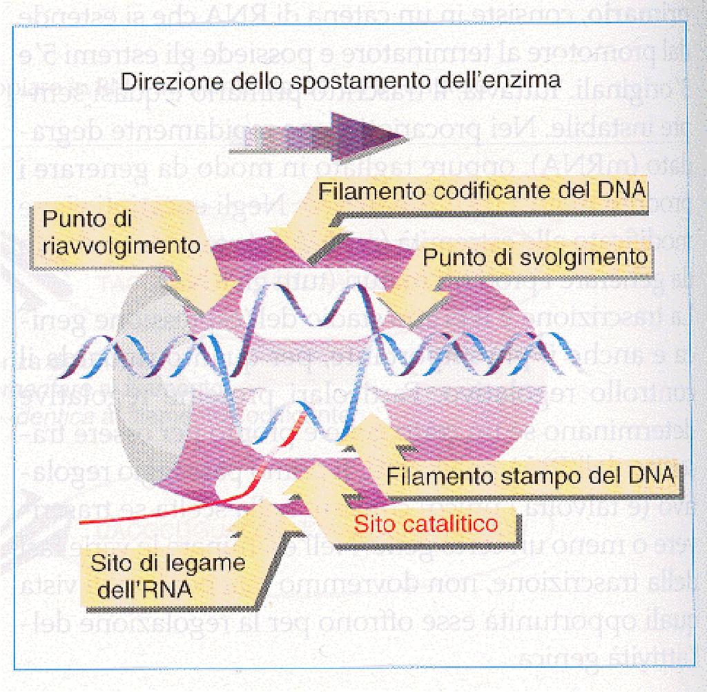 FIGURA 11.