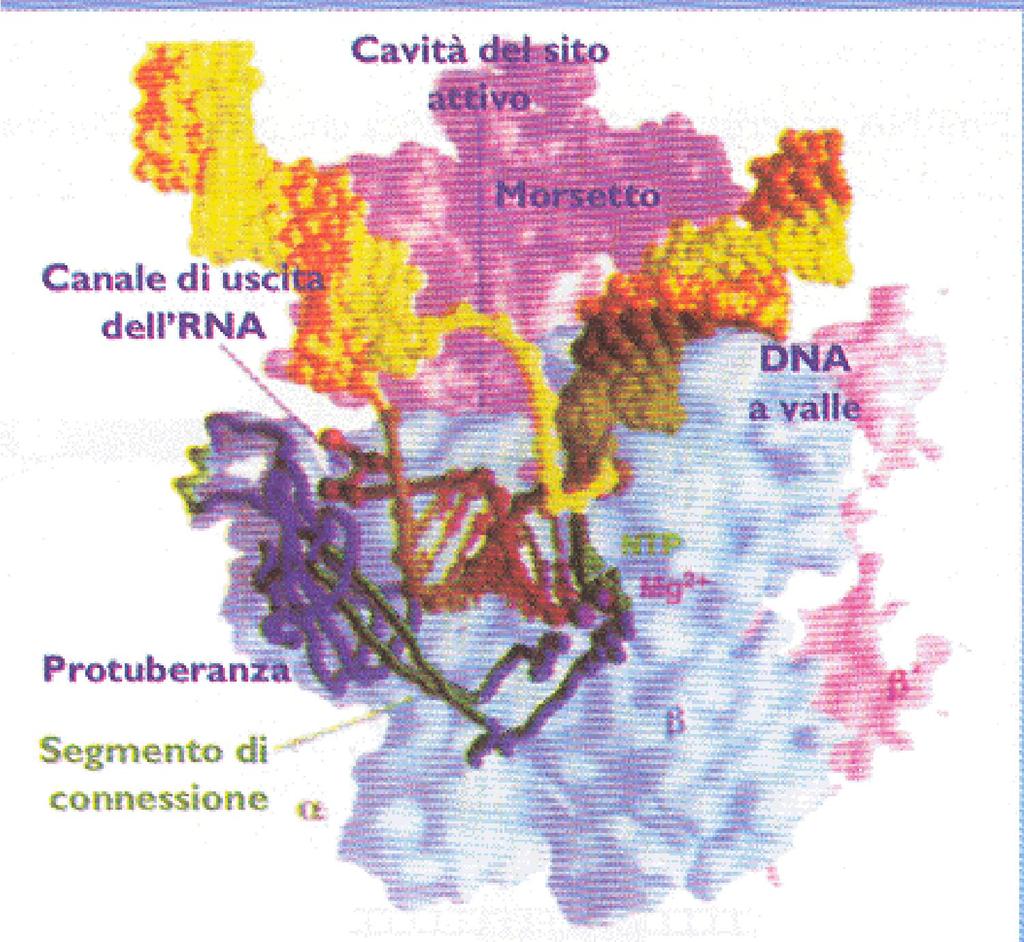 FIGURA P.