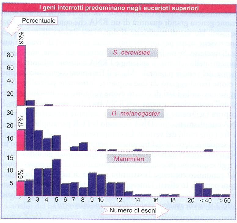 FIGURA 2.