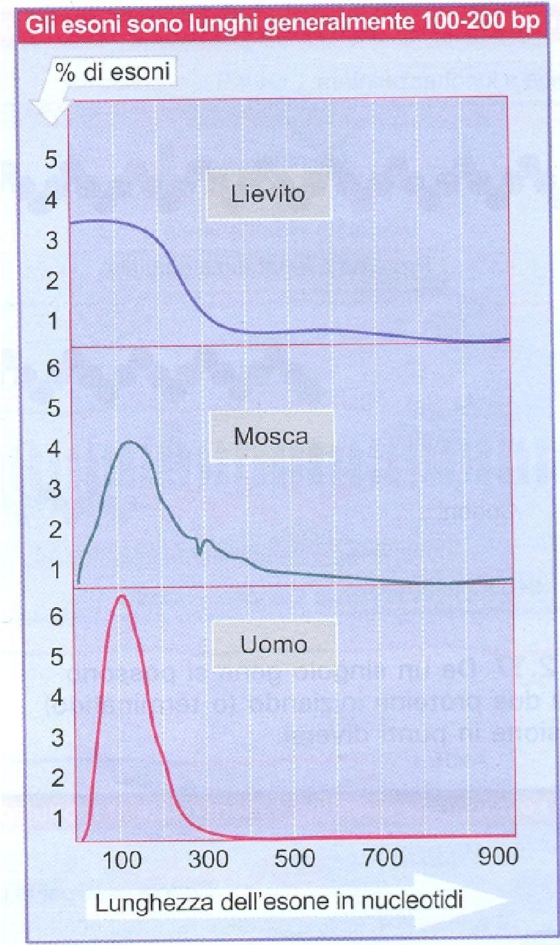 FIGURA 2.