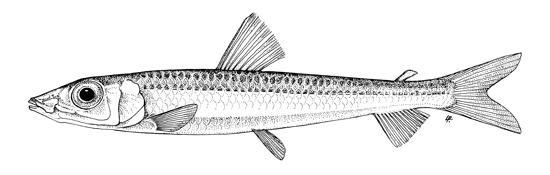 Lunghezza 25-32 cm. Si può confondere con i latterini (49 - Atherina boyeri e 50 - A. hepsetus). Vive a 50-200 m di profondità su fondi mobili.