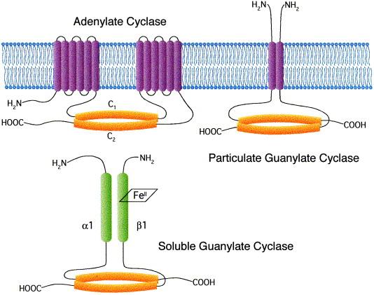 GUANILATO CICLASI GC di membrana (particolata) Agonisti endogeni: peptidi natriuretici atriali (ANP) Azione: natriuresi GC solubile (citosolica) L'attivazione delle GC