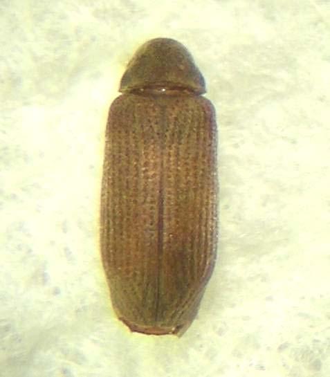 36, 37 e 38) e Nicobium castaneum (figg. 39 e 40). Il secondo Ordine è rappresentato dalla Famiglia Rhinotermitidae con la specie Reticulitermes lucifugus.