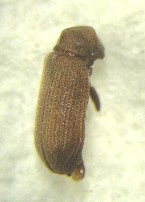 4.6.1 Coleotteri Anobidi 4.6.1.1 Anobium punctatum De Geer È un piccolo Coleottero che, allo stadio di adulto, misura da 2,5 a 5 mm di lunghezza.