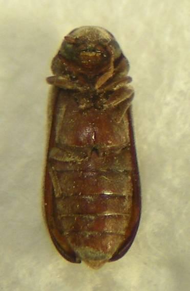 2 Oligomerus ptilinoides (Wollaston) Allo stadio di adulto è lungo 5-6 mm.