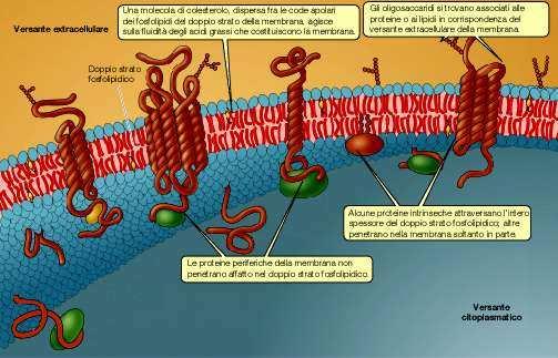 LE PROTEINE DI MEMBRANA POSSONO ESSERE: -