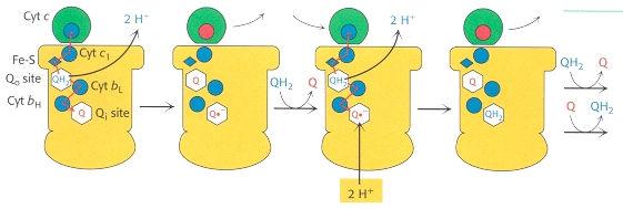 La catena respiratoria consiste di quattro complessi: tre pompe protoniche e un collegamento fisico con il ciclo dell acido citrico (2) L ubichinoneèun chinone idrofobicoche diffonde rapidamente all