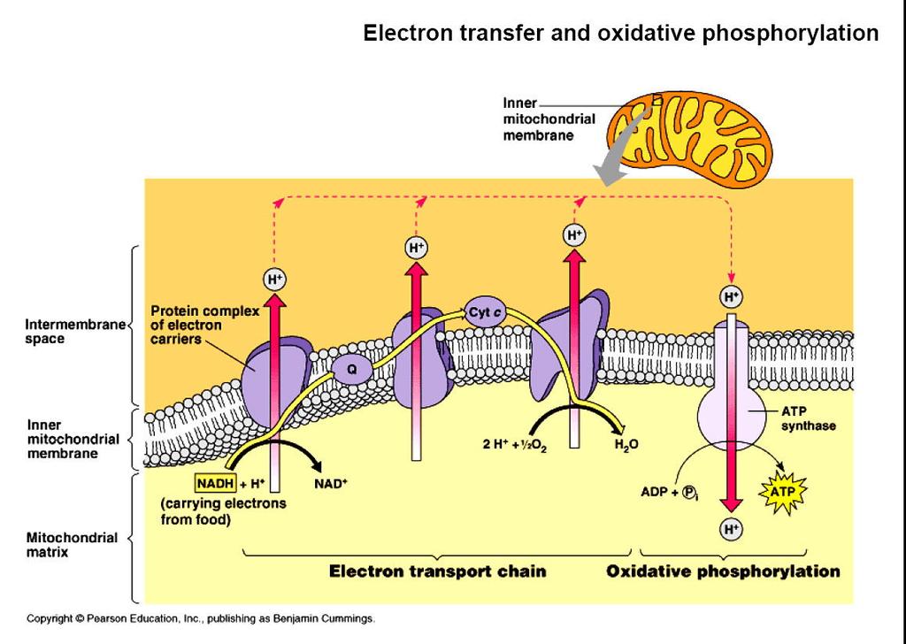 la membrana mitocondriale interna èil processo fondamentale della fosforilazione ossidativa.