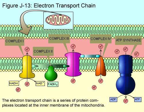 L ATP sintasi crea una via idrofilica attraverso la membrana interna che permette il flusso di protoni lungo