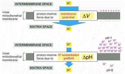 CHEMIOSMOSI (2) Il NADH e il FADH 2 trasportano protoni (H + ) ed elettroni (e - ) alla catena di trasporto di elettroni localizzata sulla membrane mitocondriale interna.