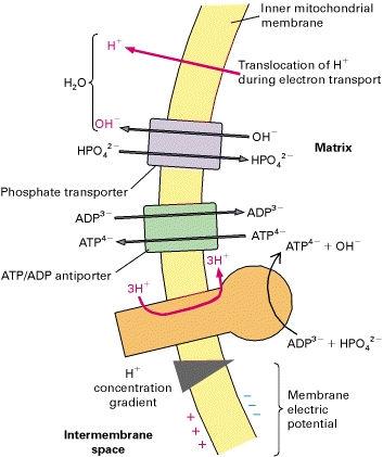 Il gradiente protonico pilota il trasporto accoppiato attraverso la membrana interna (1) Il gradiente protonico pilota altri processi oltre che la sintesi dell ATP.
