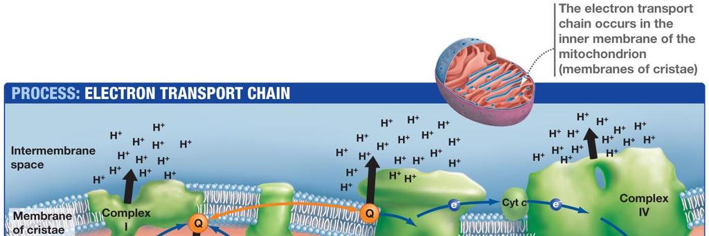 Le proteine guidano gli elettroni lungo la catena respiratoria in modo che essi si muovano in sequenza da un
