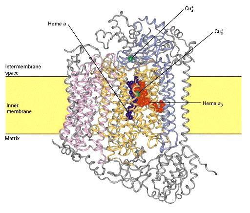 Struttura molecolare della zona interna del complesso della citocromo ossidasi nella membrana mitocondriale interna Coenzima Q (ubichinone) - 1 http://www.ncbi.nlm.nih.