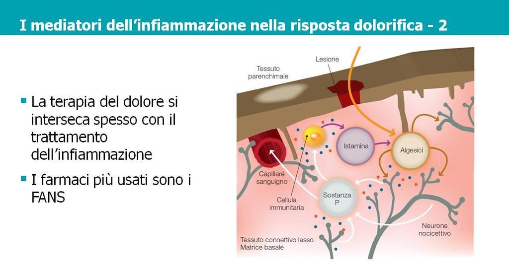 Alla luce di quanto detto finora, i mediatori dell infiammazione possono essere definiti a pieno titolo facilitatori della risposta dolorifica.