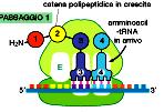 L mrna viene tradotto in direzione 5-3 L estremità N-term della pt è quella sintetizzata per prima Ogni ciclo aggiunge un amminoacido all estremità C-term della catena