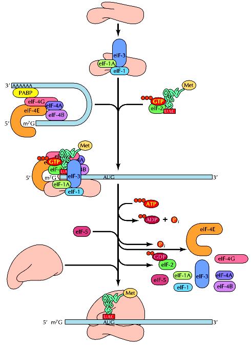 Inizio della traduzione negli eucarioti più complicato e richiede almeno 10 fattori di inizio della traduzione 1. 2 fattori si legano alla subunità ribosomale minore 2.