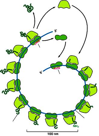 POLIRIBOSOMA Rilascio del polipeptide Polipeptide in crescita Codone di stop Dissociazione dei ribosomi Codone di inizio RNAm Su ogni molecola di mrna si verificano molteplici eventi di inizio: un