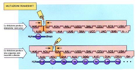 Mutazioni Sequenza di DNA 3 Sequenza di RNAm 5 H 2 N Sequenza aminoacidica MUTAZIONI FRAMESHIFT (STOP) C = O O - La delezione