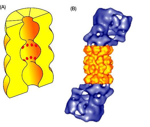 Il proteasoma degrada una frazione sostanziale delle proteine di nuova sintesi nelle cellule Le proteine che non riescono a ripiegarsi o ad assemblarsi in modo appropriato vengono marcate in modo