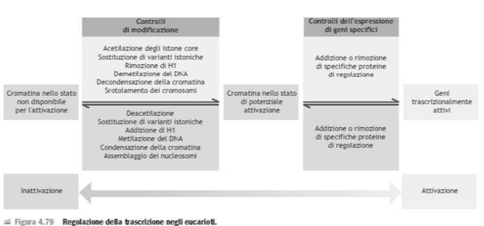 IL CONTROLLO