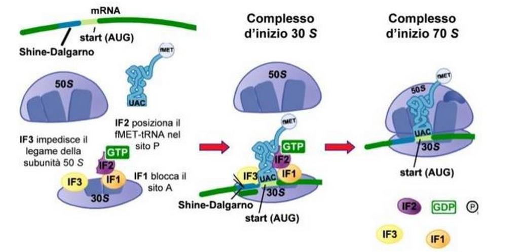 Inizio della traduzione nei batteri Attacco di 3 fattori di inizio della traduzione alla subunità ribosomale minore A questi si uniscono N- formilmetionil-trna di inizio ed mrna Rilasciato un