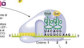 Riconoscimento codone-anticodone B.