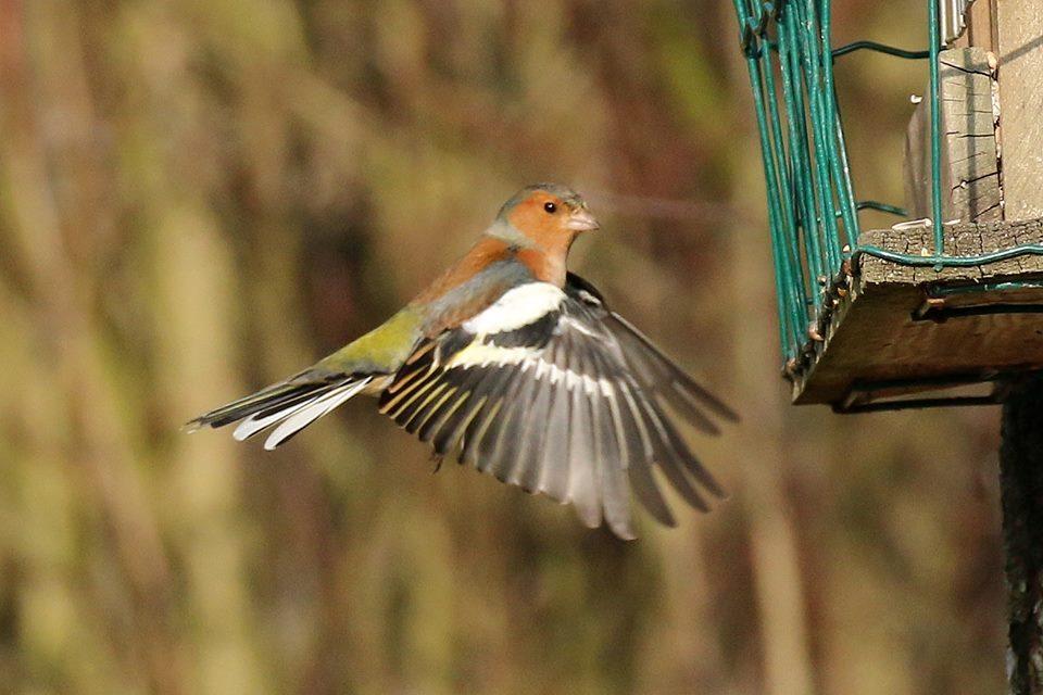 Sabato 10 Paolo, e non poteva essere altro che lui, ha fotografato una bella femmina di Falco di palude con anello leggibilissimo.