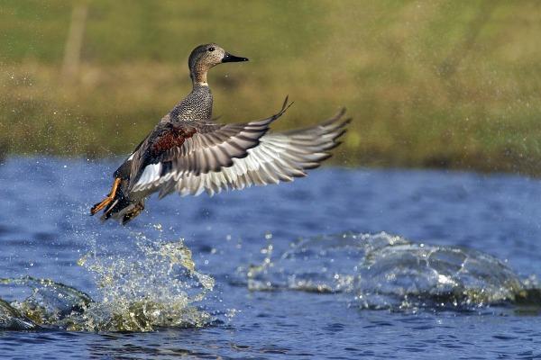 Il giorno 10 sono venuti in oasi due incaricati dalla Provincia a fare il censimento annuale degli acquatici svernanti e sono rimasti favorevolmente stupiti dalla quantità di uccelli presenti in