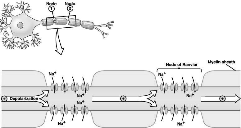 Basi anatomofisiologiche: la conduzione saltatoria La conduzione saltatoria Velocità di conduzione Fibre amieliniche: diametro dell